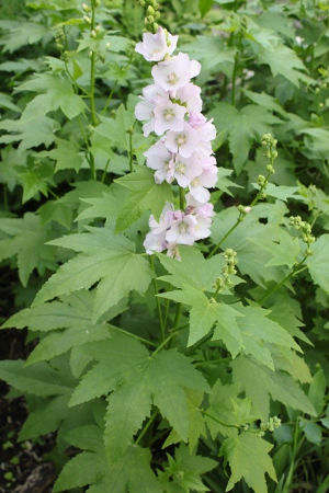 Mountain hollyhock