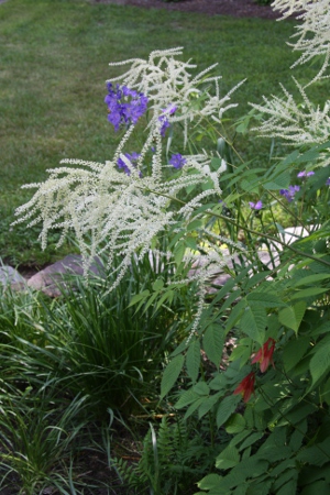 shade garden plants