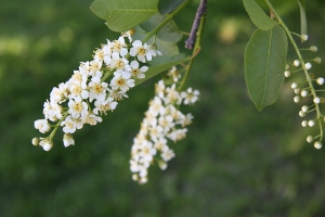 choke cherry