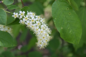 choke cherry