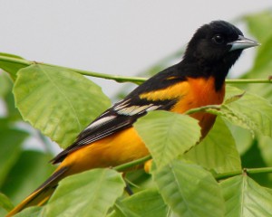 oriole