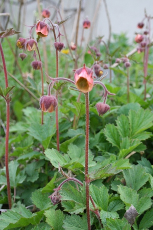 water avens