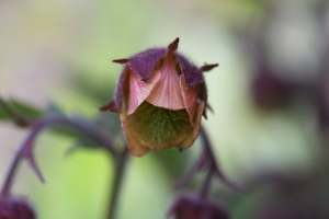 water avens