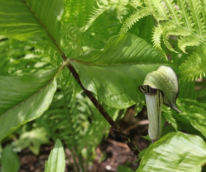 Jack-in-the-pulpit