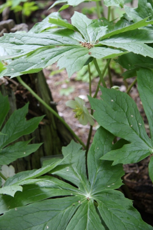 mayapple