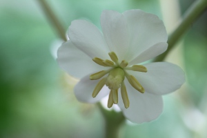 mayapple