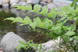 Solomon's seal