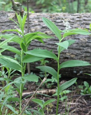 star-flowered Solomon's seal