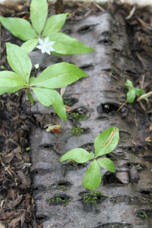 starflower