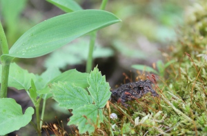 toad