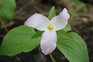 white trillium