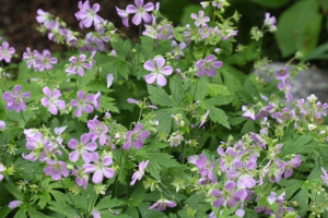 wild geranium