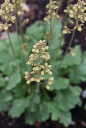 alum root flower