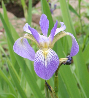 blue flag iris