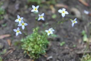 bluets