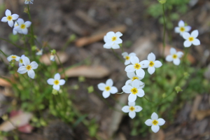 bluets