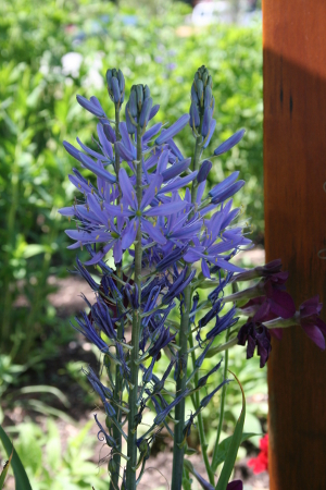 Camassia