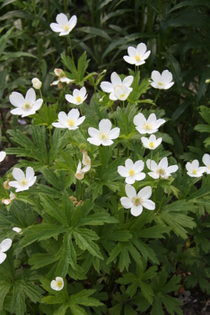 Canada anenome