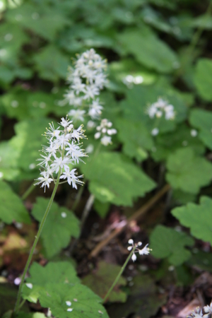 foamflower