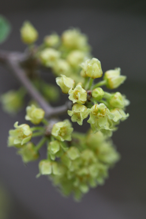 fragrant sumac flowers up close