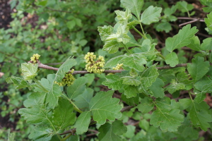 fragrant sumac flowers 