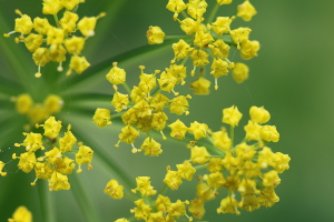 golden Alexanders flowers up close