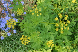 golden Alexanders and flax