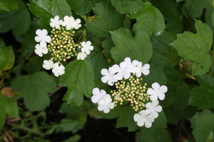 highbush cranberry