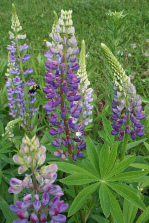 lupins