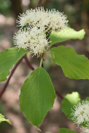 pagoda dogwood