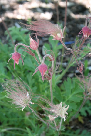 prairie smoke