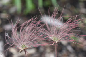 prairie smoke seed head