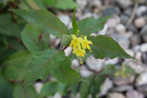 dwarf bush honeysuckle