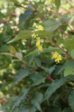 dwarf bush honeysuckle