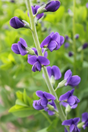 false blue indigo flowers