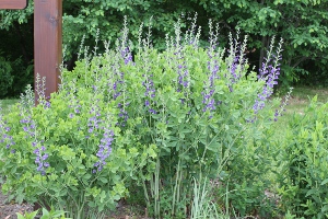 false blue indigo