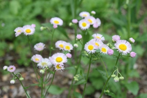 fleabane