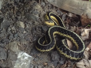 garter snake