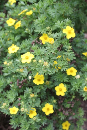 potentilla