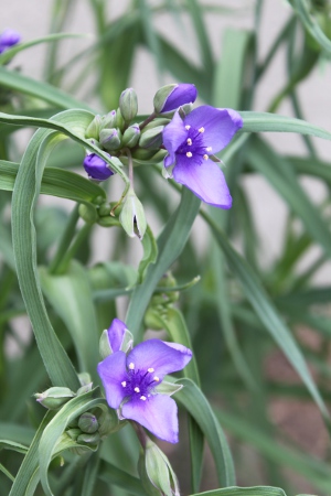 spiderwort