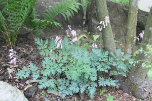 western bleeding heart