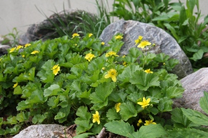 barren ground strawberry