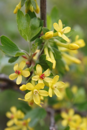 golden currant