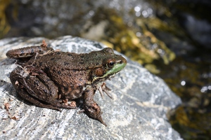 green frog