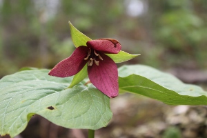 red trillium