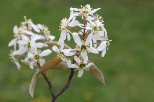 serviceberry