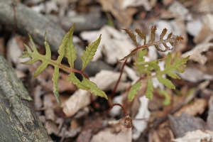 sensitive fern