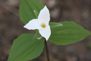 white trillium