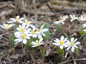 bloodroot