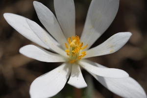 bloodroot